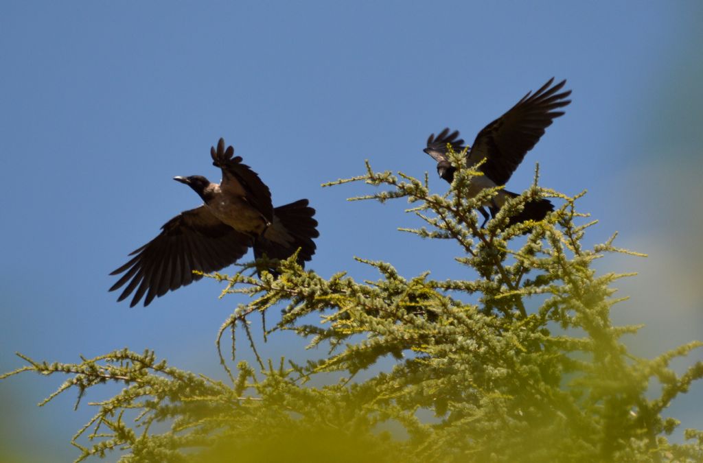 Ad ali spiegate, il sogno di Icaro.